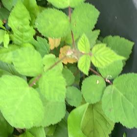 Photo of the plant species Wine Raspberry by @PetPetiolatefig named Nithin on Greg, the plant care app