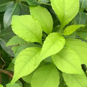 Photo of the plant species Asian Bittersweet by @PetPetiolatefig named Kendall on Greg, the plant care app