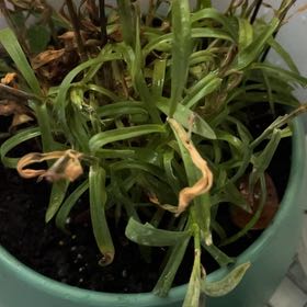 Photo of the plant species Border Carnation by @VastCigarplant named da Vinci on Greg, the plant care app