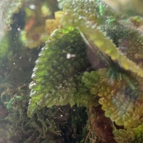 Photo of the plant species Greater Whipwort by @VastCigarplant named Whip on Greg, the plant care app