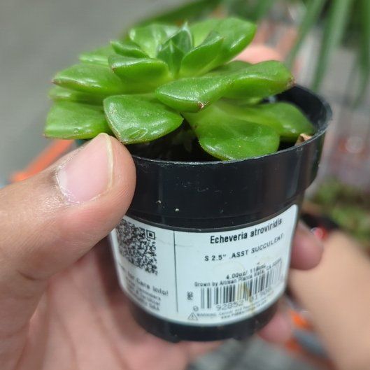 Photo of the plant species Echeveria 'Atroviridis' by @QuirkyBogmyrtle named Orlando Bloom on Greg, the plant care app