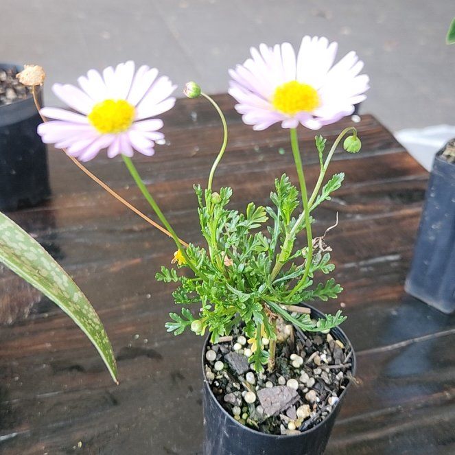 Photo of the plant species Hawkesbury Daisy by @GemParataniwha named Ulysses S Plant on Greg, the plant care app