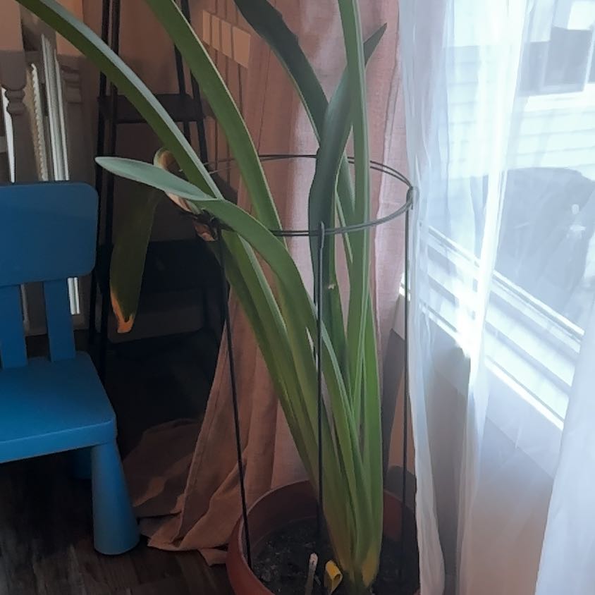 Photo of the plant species woreya by @BoldMalabarplum named Pedro on Greg, the plant care app