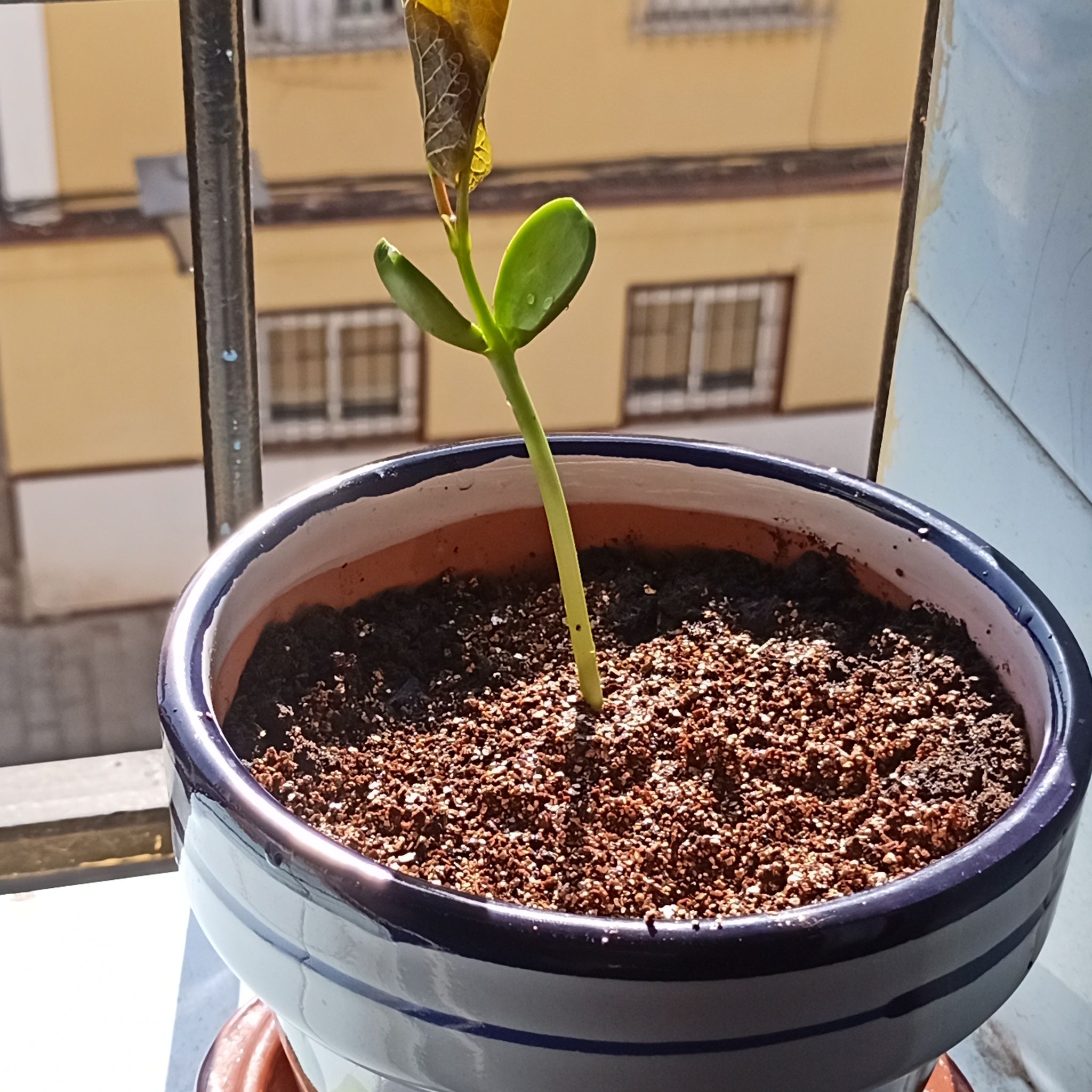Photo of the plant species Sword Bean by @GladSwampazalea named Beanjamin on Greg, the plant care app