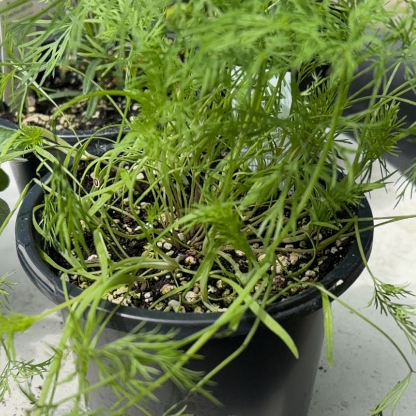 Photo of the plant species Dill by @FastIrishmoss named Sproutacus on Greg, the plant care app