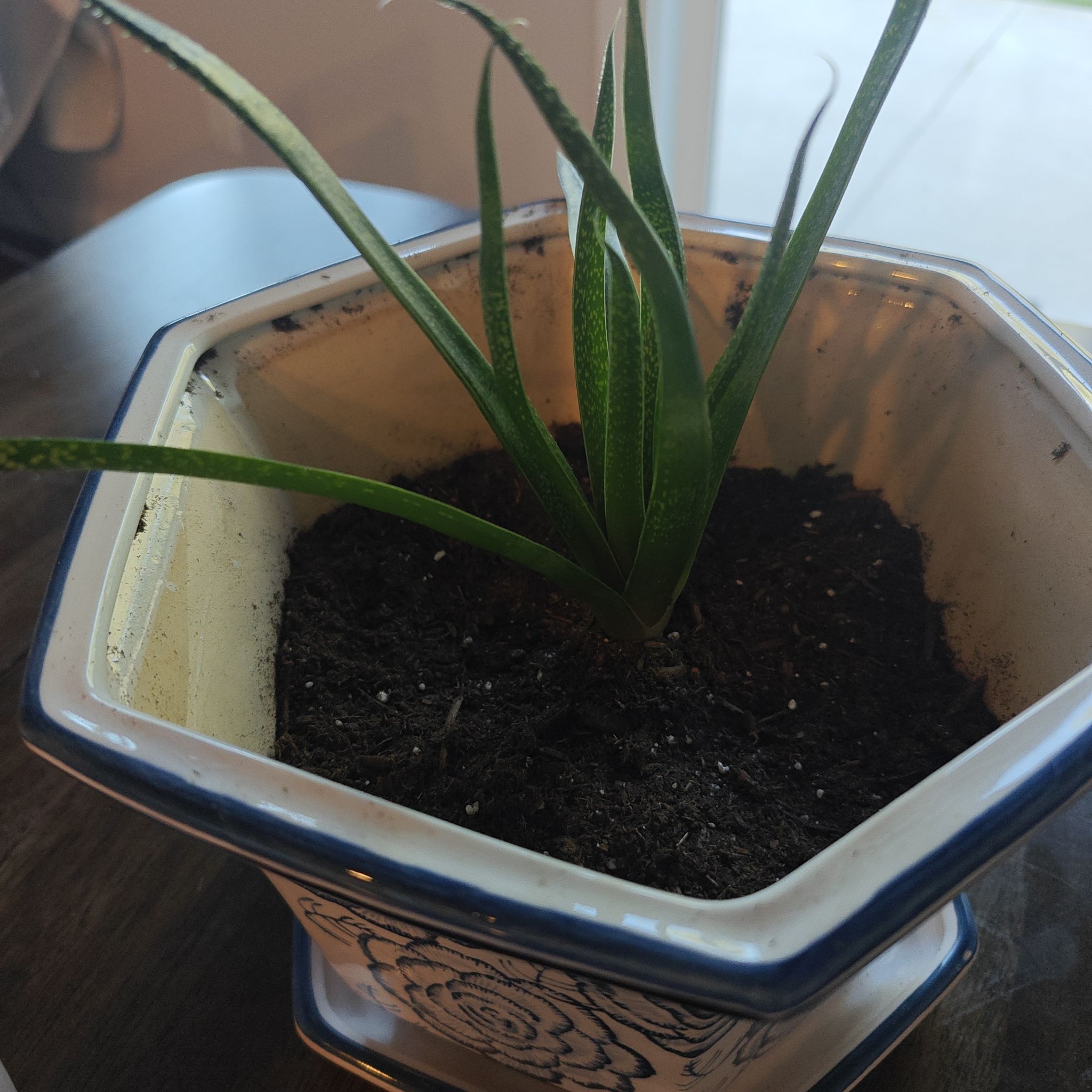Photo of the plant species Bredasdorp Gasteria by @FitWhitedyckia named Spike on Greg, the plant care app