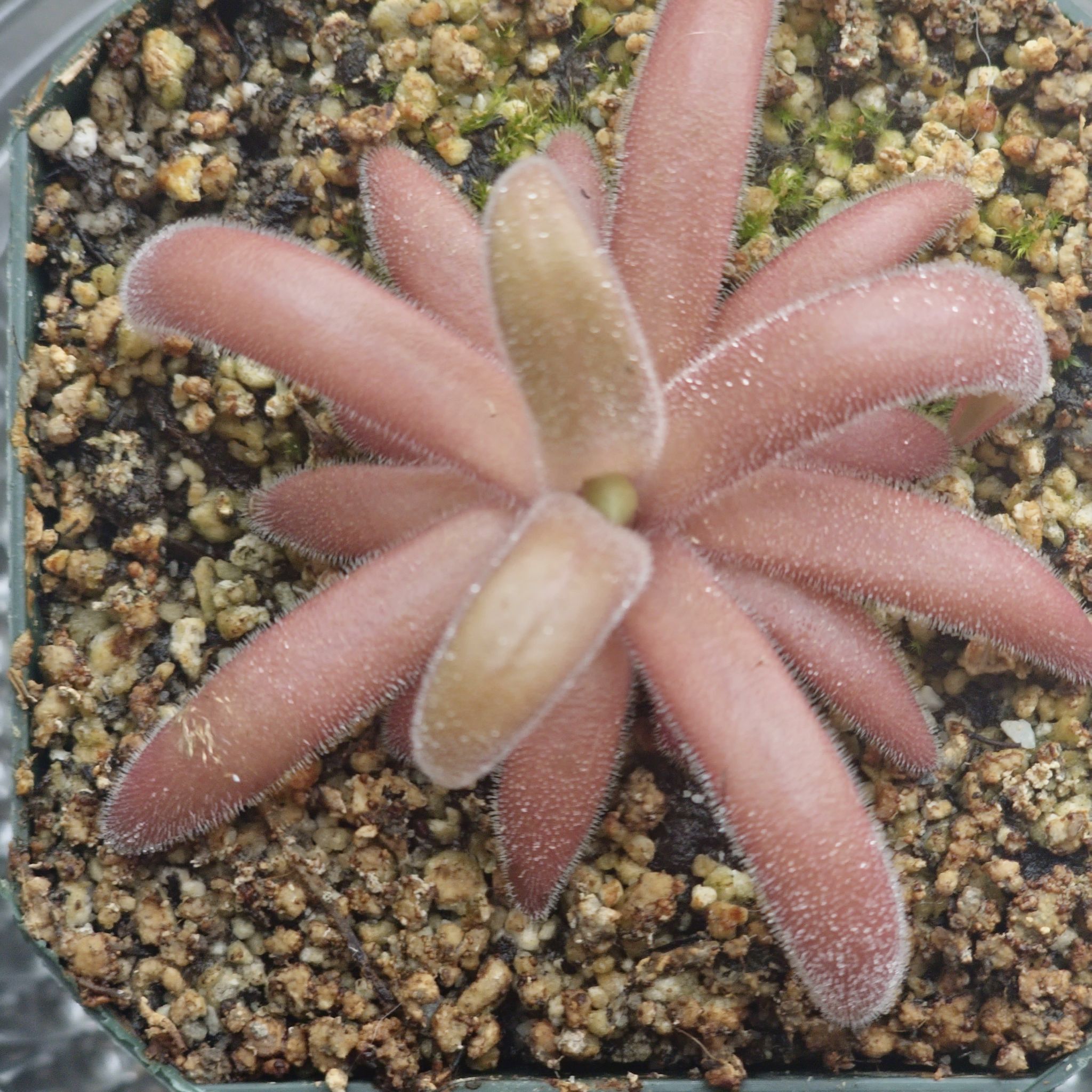 Photo of the plant species Pinguicula agnata gypsicola by @RadiantCowvine named Sahara on Greg, the plant care app