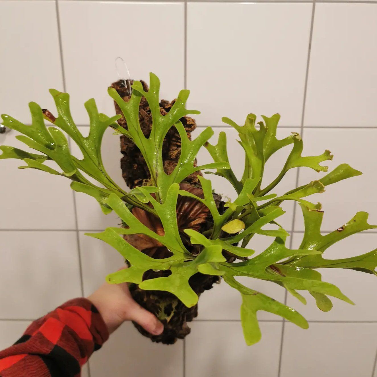 Photo of the plant species Ridley's Staghorn Fern by @Tillandsiaman named Platycerium ridleyi on Greg, the plant care app