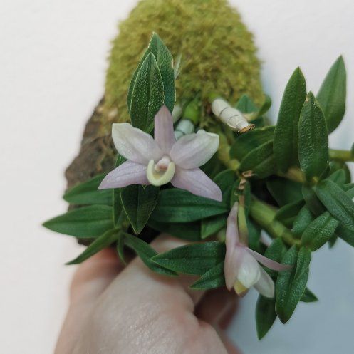 Photo of the plant species Dendrobium cuthbertsonii by @Tillandsiaman named Misty magic pink on Greg, the plant care app