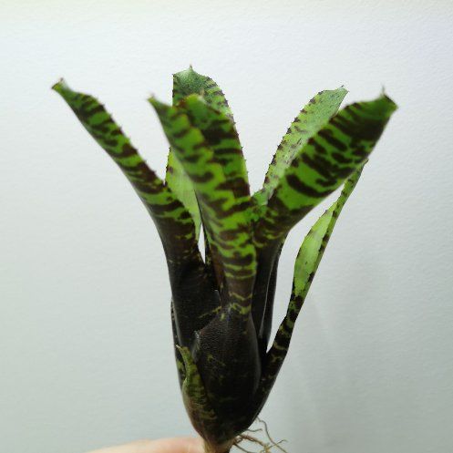 Photo of the plant species Assorted Neoregelia by @Tillandsiaman named Neoregelia 'jao marcio' on Greg, the plant care app