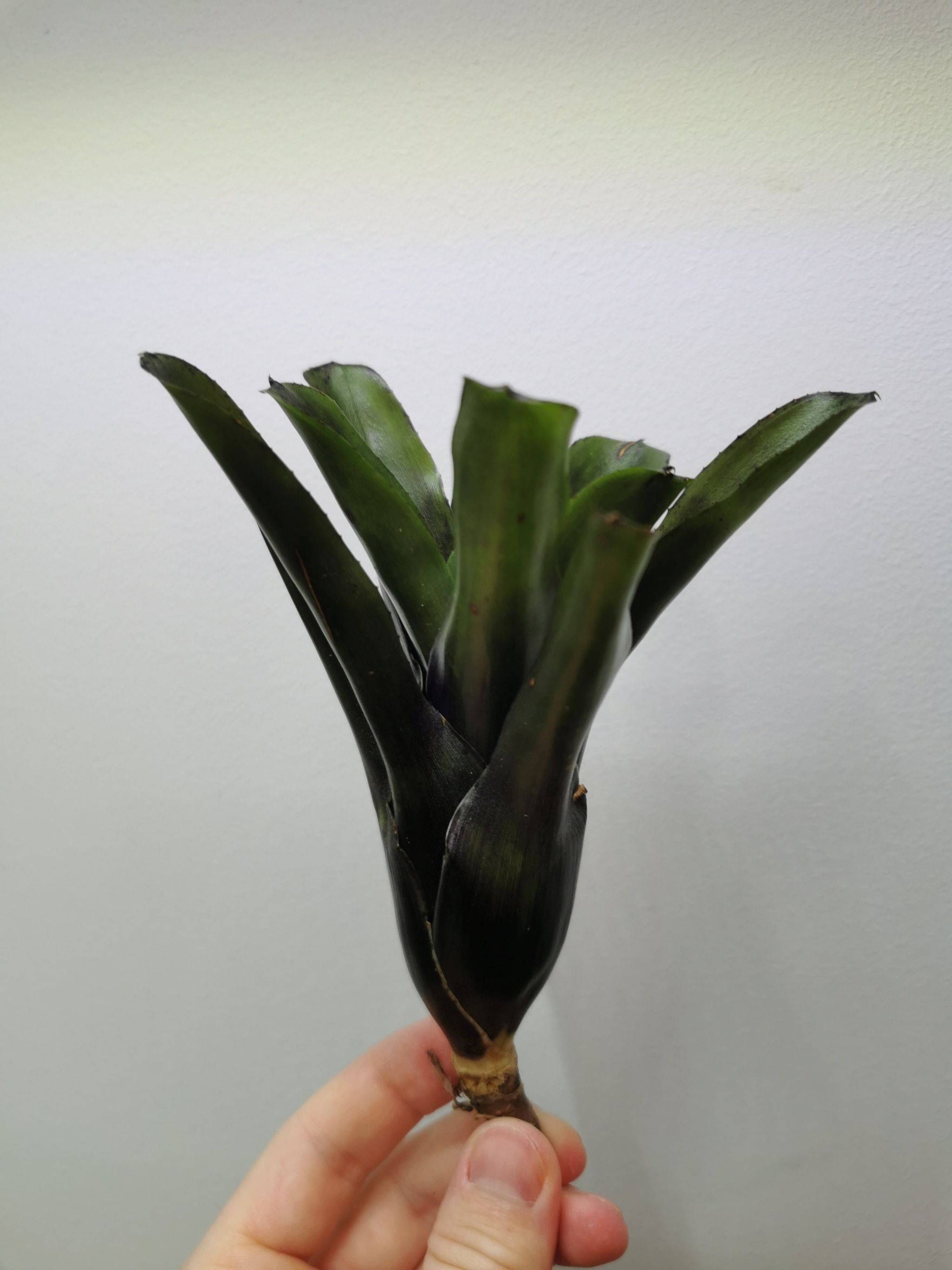 Photo of the plant species Assorted Neoregelia by @Tillandsiaman named Neoregelia 'dark purple' on Greg, the plant care app
