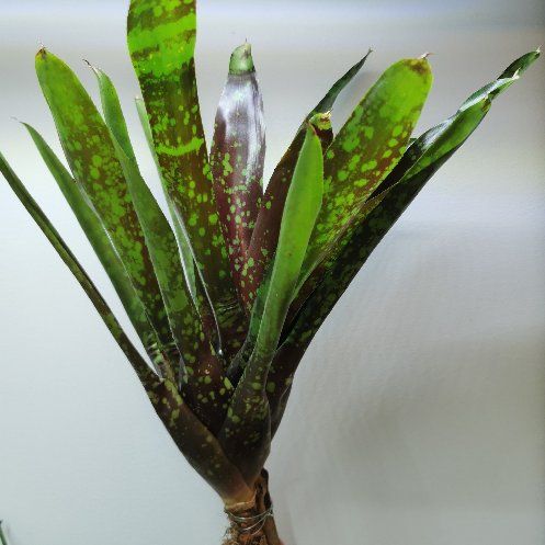 Photo of the plant species Assorted Neoregelia by @Tillandsiaman named Neoregelia osser on Greg, the plant care app