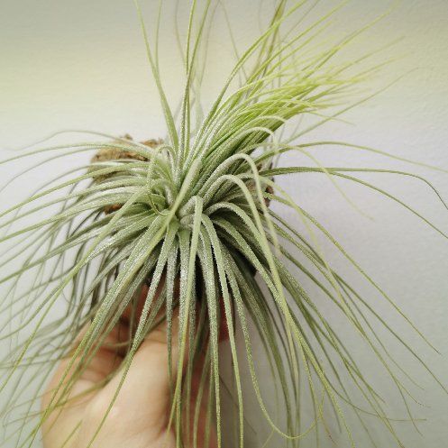 Photo of the plant species Tillandsia magnusiana Air Plant by @Tillandsiaman named T. magnusiana on Greg, the plant care app