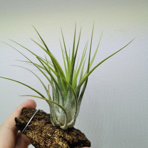 Photo of the plant species Tillandsia ionantha 'Scaposa' by @Tillandsiaman named T. ionantha 'scaposa' on Greg, the plant care app