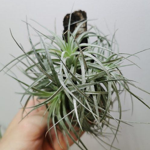 Photo of the plant species Assorted Tillandsia by @Tillandsiaman named T. silver on Greg, the plant care app