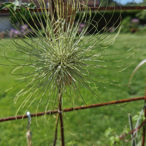 Photo of the plant species Tillandsia andreana by @Tillandsiaman named T. andreana on Greg, the plant care app