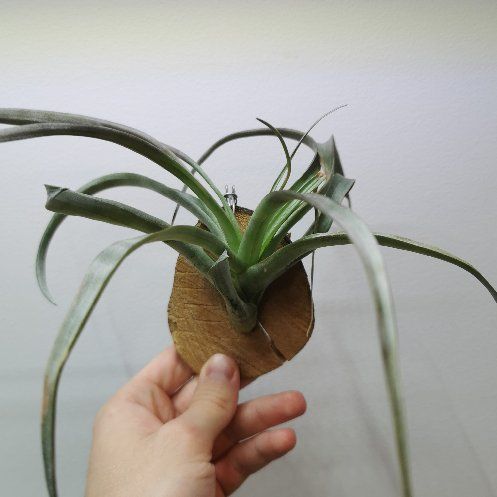Photo of the plant species Capitata Air Plant by @Tillandsiaman named T. capitata on Greg, the plant care app