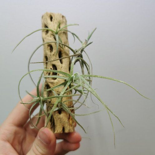 Photo of the plant species Assorted Tillandsia by @Tillandsiaman named T. careula on Greg, the plant care app