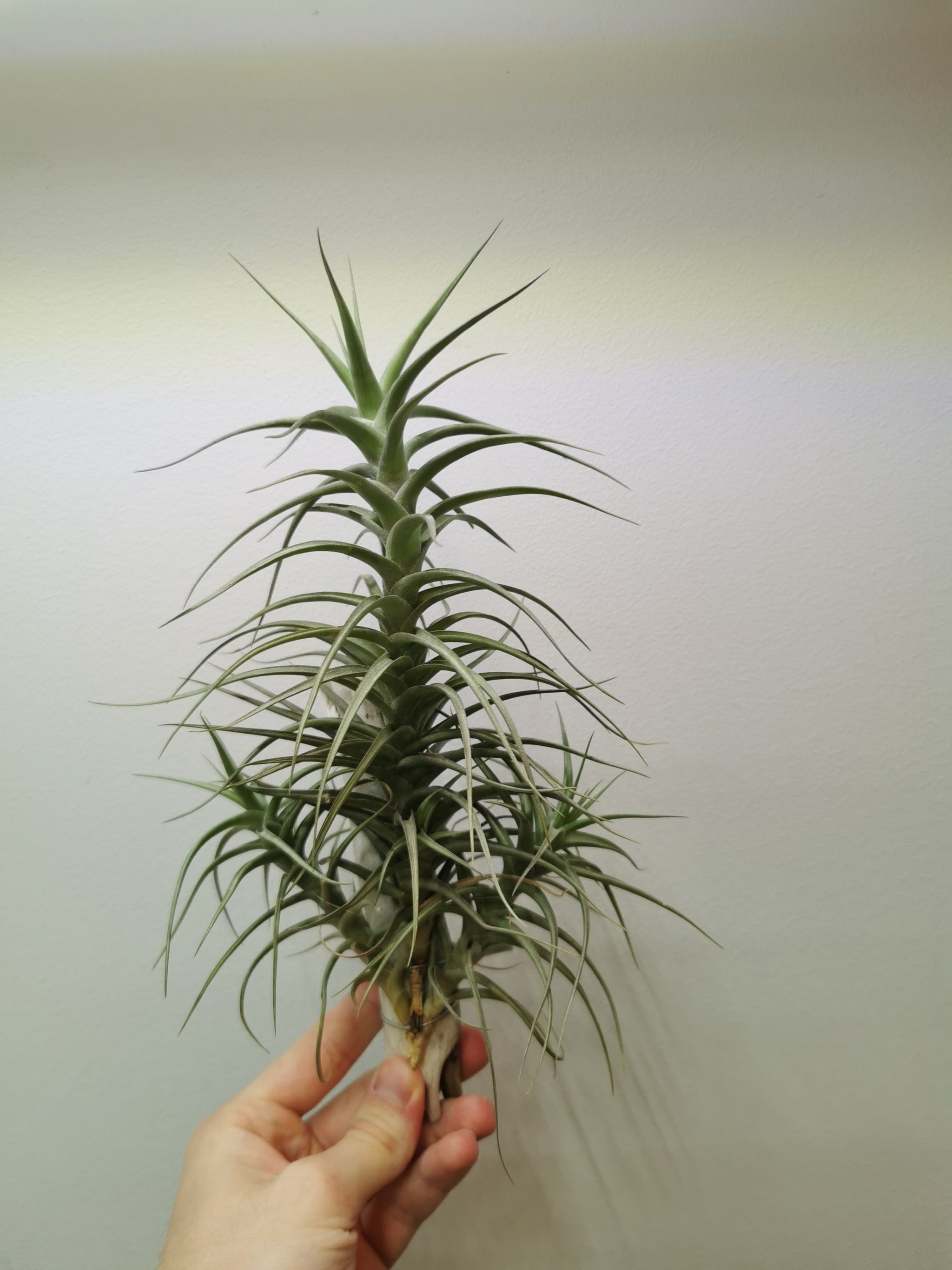 Photo of the plant species Tillandsia Bergeri by @Tillandsiaman named T. bergeri on Greg, the plant care app