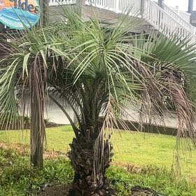 Photo of the plant species Jelly palm by @QuaintHappybean named Sir Plancelot on Greg, the plant care app
