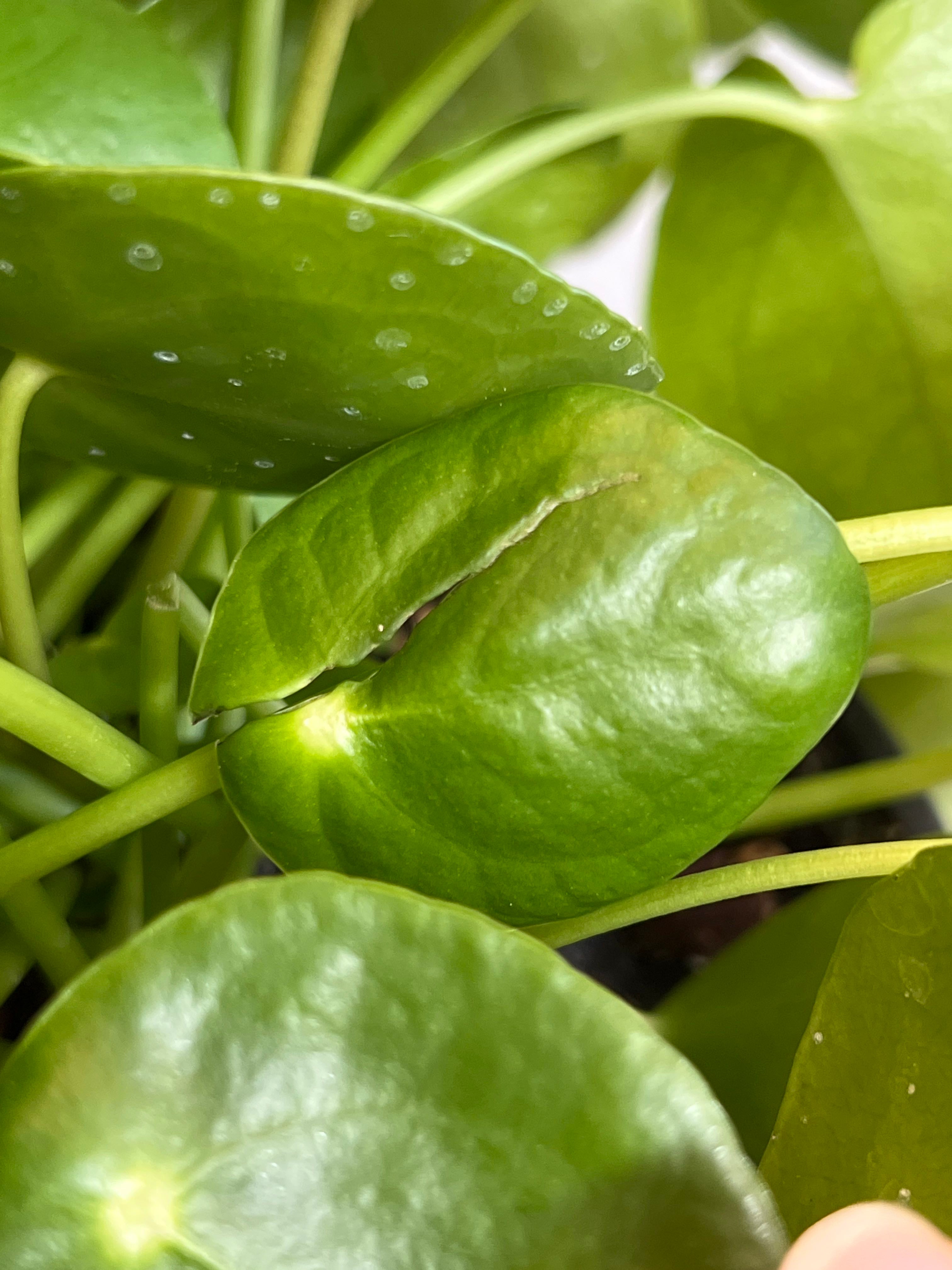 Chocolate Pilea Plant Care Water, Light, Nutrients Greg App 🌱