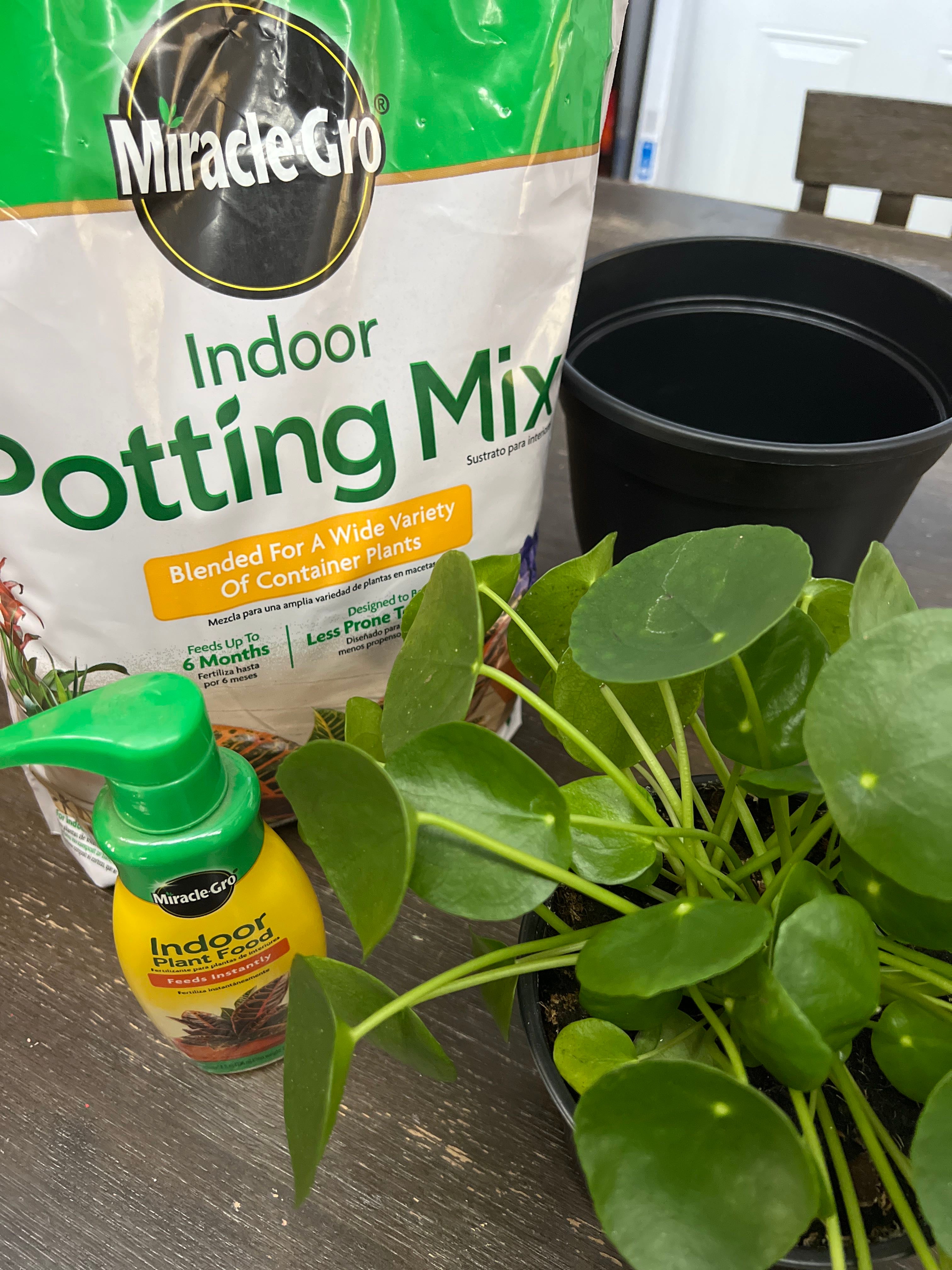 Chocolate Pilea Plant Care Water, Light, Nutrients Greg App 🌱