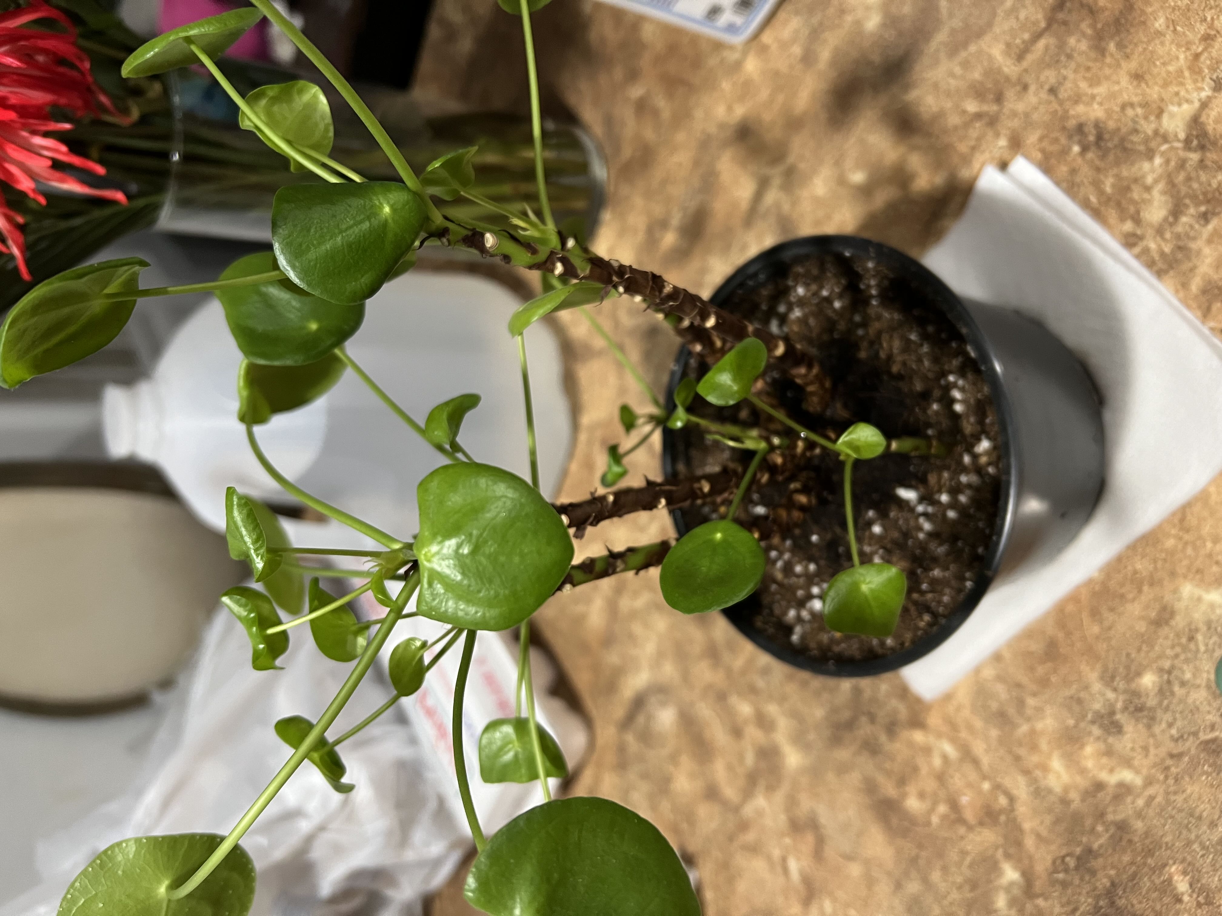 Photo from the post