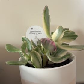 Photo of the plant species Crassula ovata 'compacta Variegata' by @DistinctiveGray named Madonna on Greg, the plant care app