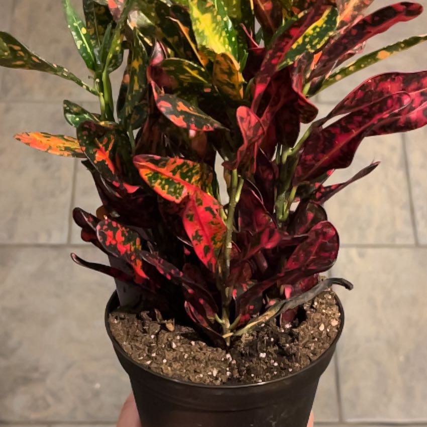 Photo of the plant species Luna Batik Croton by @GinaFunk named Pequitas on Greg, the plant care app