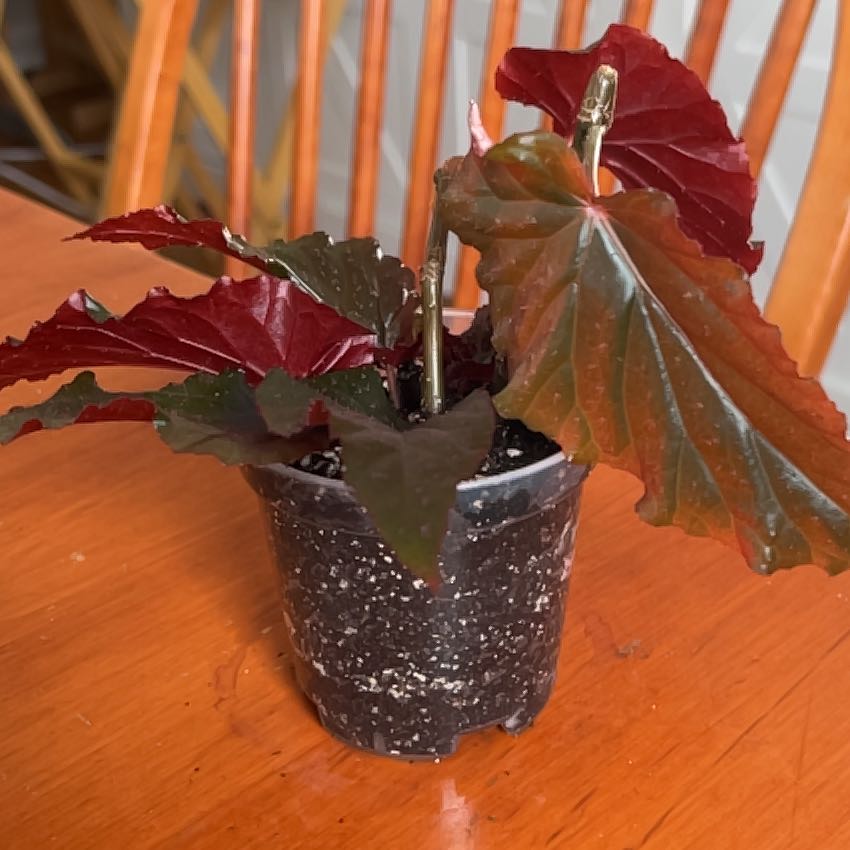 Photo of the plant species Blood-Red Begonia by @GinaFunk named Rebecca on Greg, the plant care app