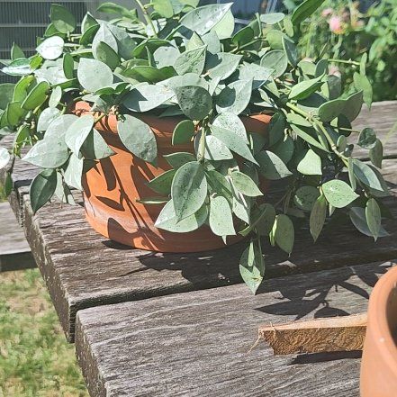Photo of the plant species Pothos 'Green Queen' by @AgelessRimu named Marilyn on Greg, the plant care app