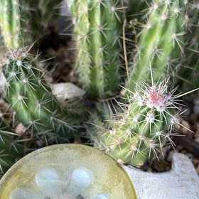 Photo of the plant species Banana Cactus by @YeahPolypremum named Sproutacus on Greg, the plant care app