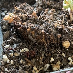 Photo of the plant species Desert Christmas Tree by @YeahPolypremum named Einstein on Greg, the plant care app