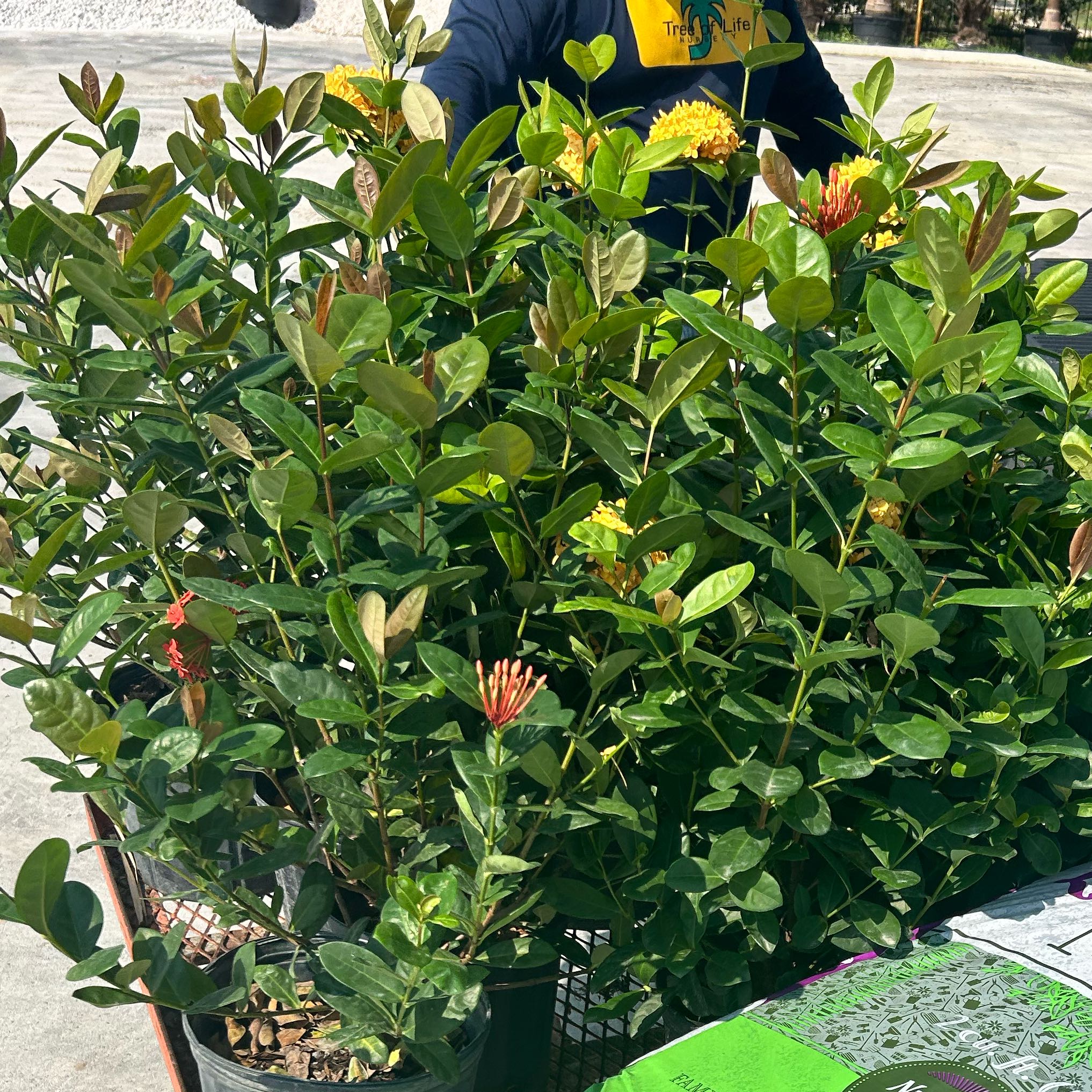 Photo of the plant species Red Bush Ixora by @LiterateLippia named Planty on Greg, the plant care app