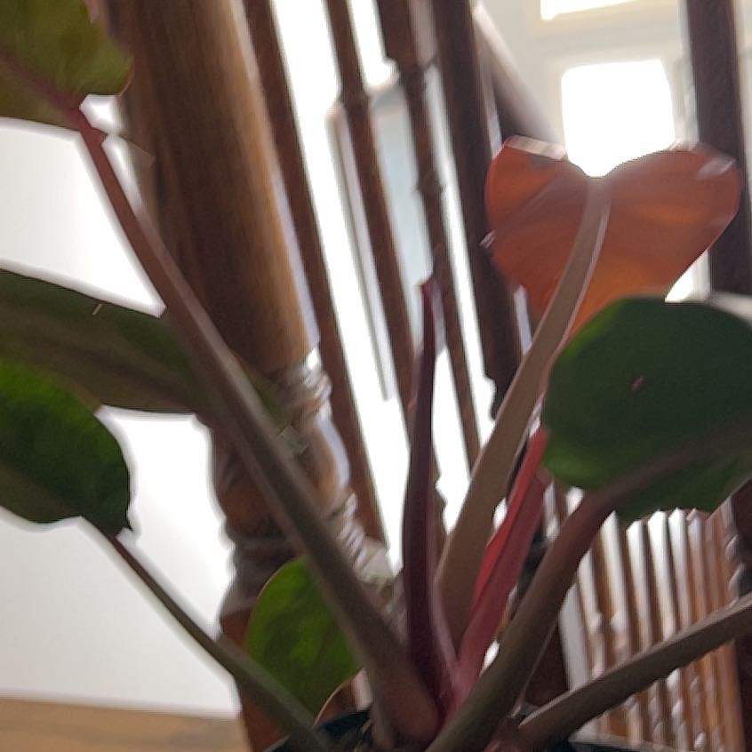 Photo of the plant species Philodendron 'Prismacolor™ Sun Red' by @GleefulChamisa named Harry on Greg, the plant care app