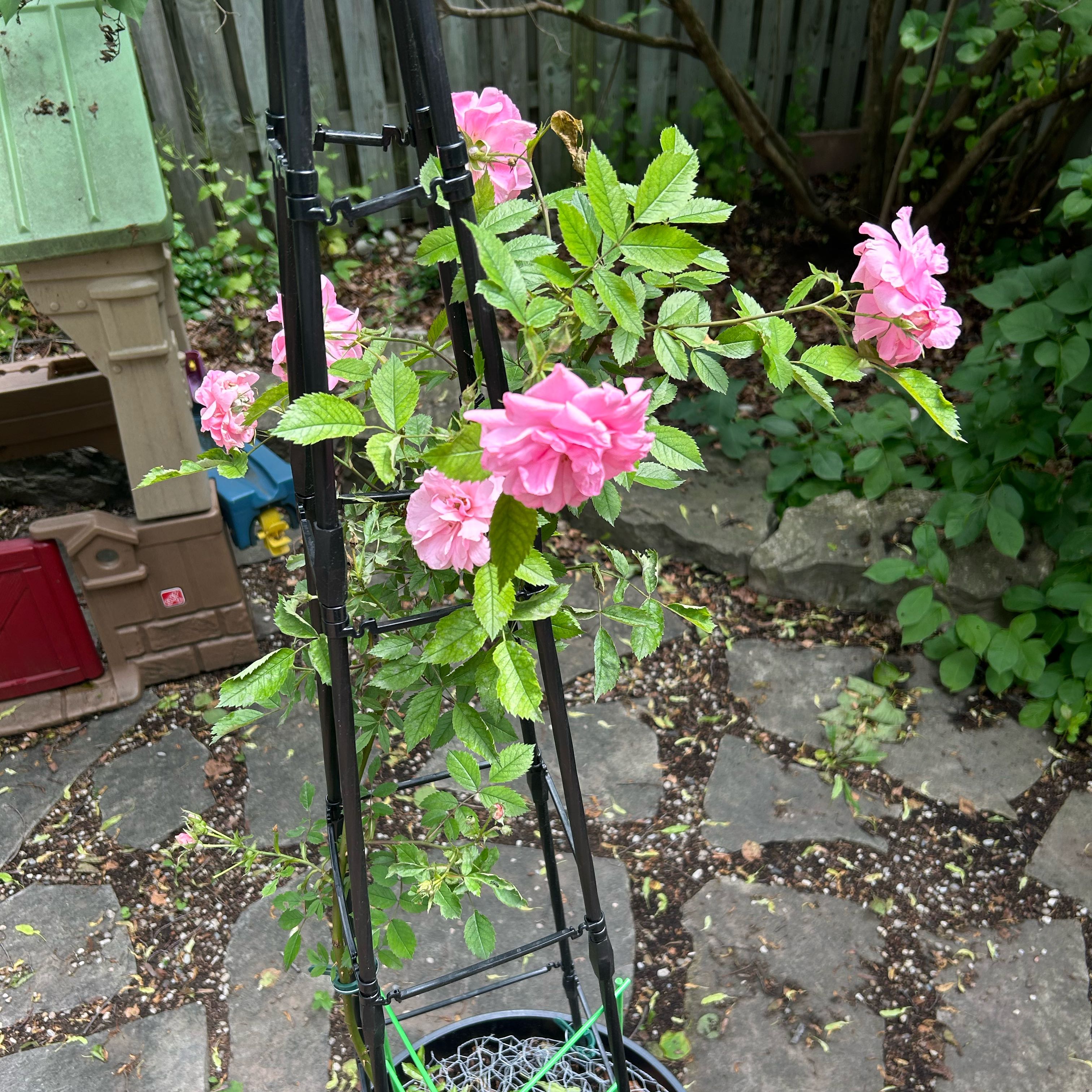 Photo of the plant species Eden Climber Rose by @GleefulChamisa named Xena on Greg, the plant care app