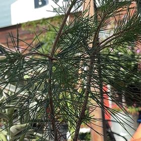 Photo of the plant species Sugar Pine by @WiredSilverspa named Ferguson on Greg, the plant care app