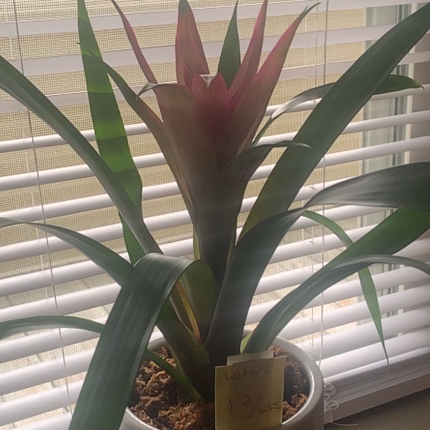 Photo of the plant species Blooming bromeliad by @GourmetInchworm named Bro- aka mommas plant on Greg, the plant care app