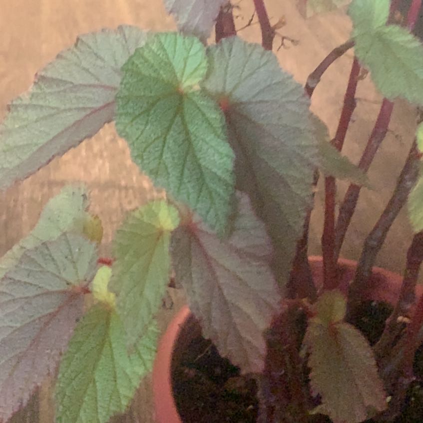 Photo of the plant species Begonia 'Sinbad' by @GourmetInchworm named Pinky on Greg, the plant care app