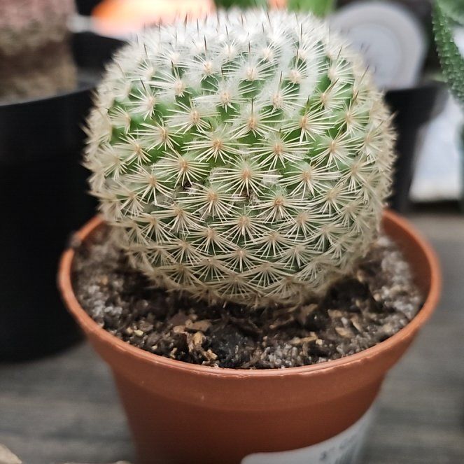 Photo of the plant species Mammilloydia by @FancyCoralbell named Dax on Greg, the plant care app