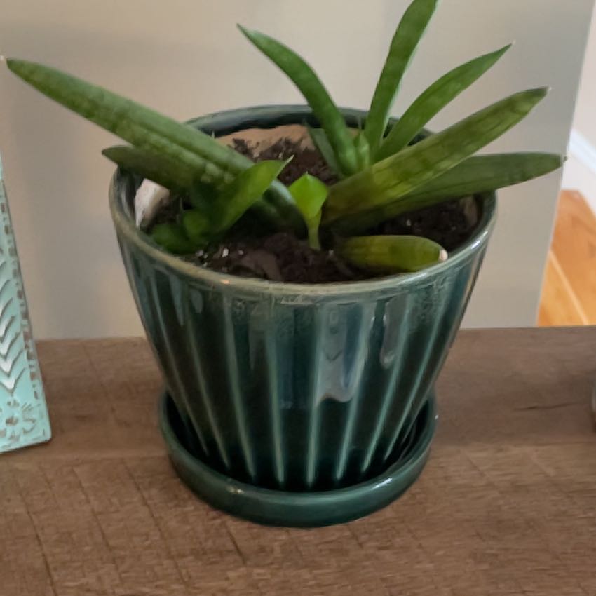 Photo of the plant species Sanseveria Giga Spikey by @JollyPoisonivy named Spike on Greg, the plant care app