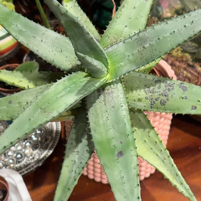 Photo of the plant species Mountain Aloe by @ZippyGageanator named Zeus on Greg, the plant care app