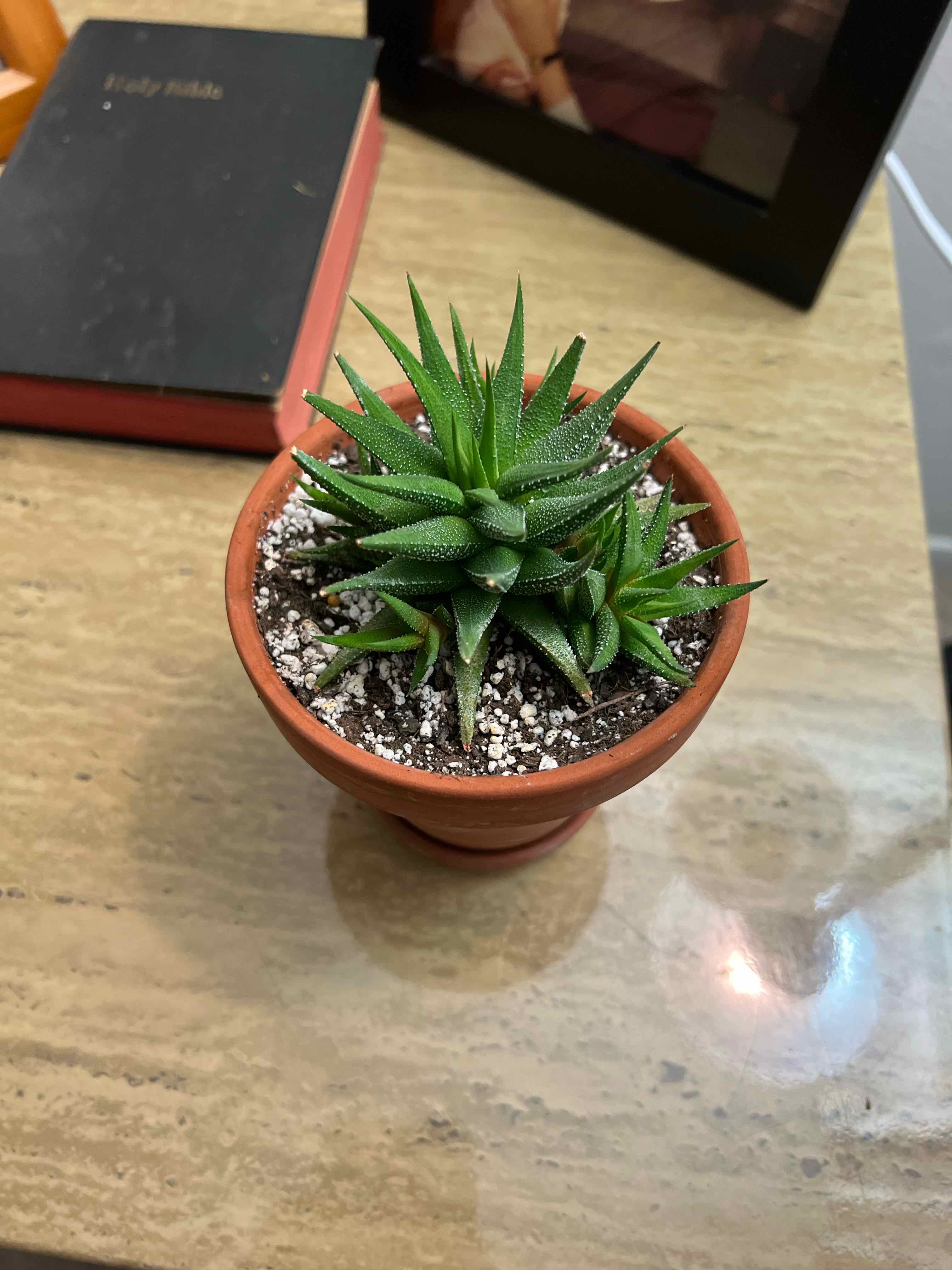 Photo of the plant species Hankey Dwarf Aloe by @NewBear named Hank on Greg, the plant care app