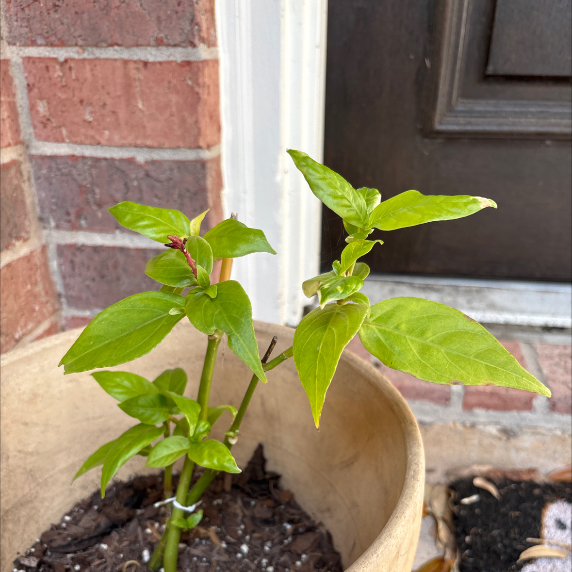 Photo of the plant species Justicia by @ShinyMotherfern named Justice on Greg, the plant care app