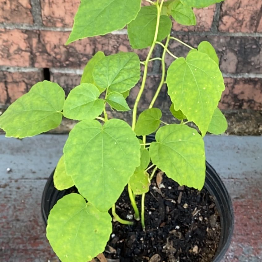 Photo of the plant species Hibiscus 'Luna Rose' by @ShinyMotherfern named Bibi on Greg, the plant care app