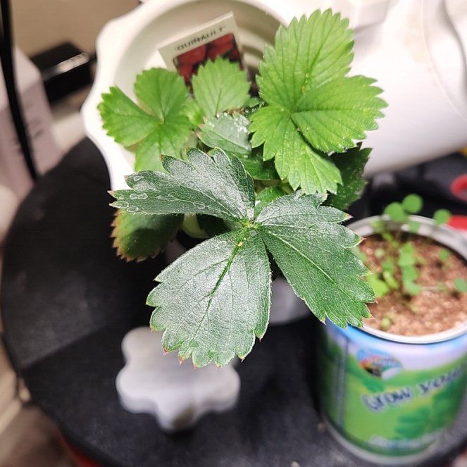 Photo of the plant species Quinault Strawberry by @SlinkyPoisonivy named Planty on Greg, the plant care app