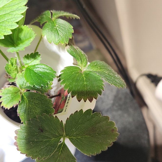 Photo of the plant species Eversweet Strawberry by @SlinkyPoisonivy named Prince on Greg, the plant care app