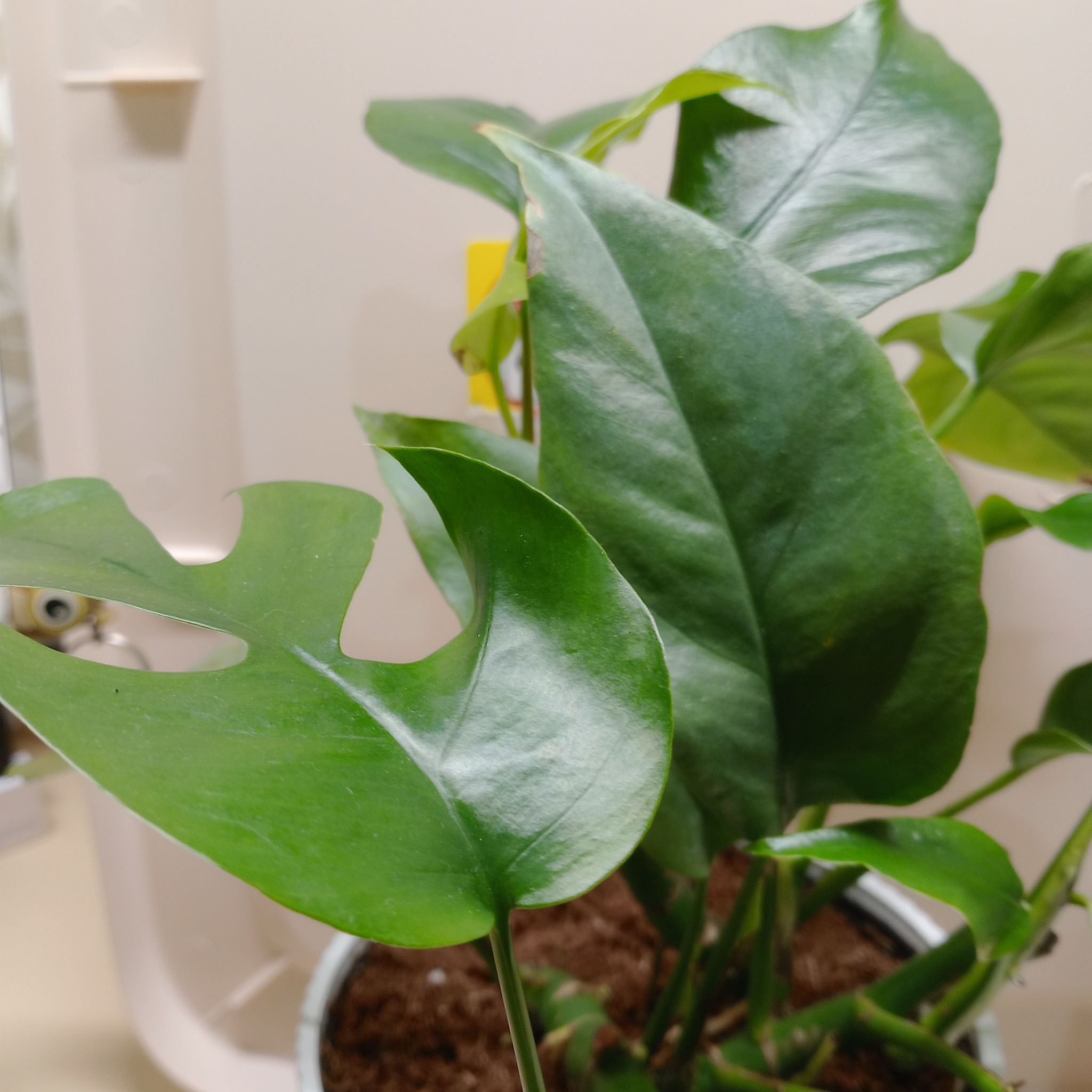 Photo of the plant species Rhaphidophora pertusa by @QuietAgboy3 named Fernie Saunders on Greg, the plant care app
