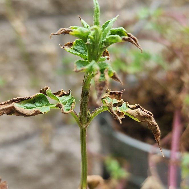 Photo of the plant species American Pennyroyal by @TiptopBogbean65 named Ronaldo on Greg, the plant care app