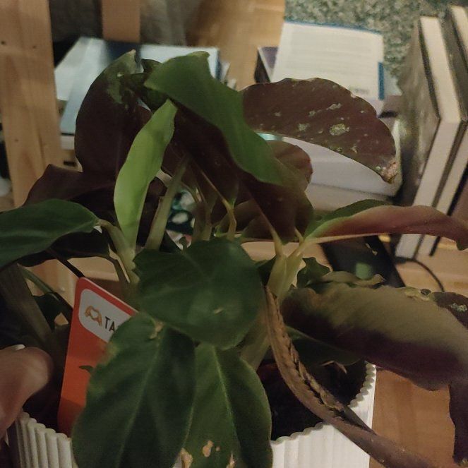 Photo of the plant species Goeppertia crocata by @SpunkyWildbasil named Navajo on Greg, the plant care app